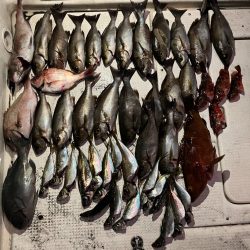 初のエサ釣り(イサキ)