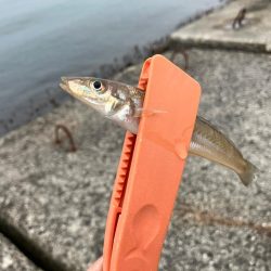 昼からのちょい投げ