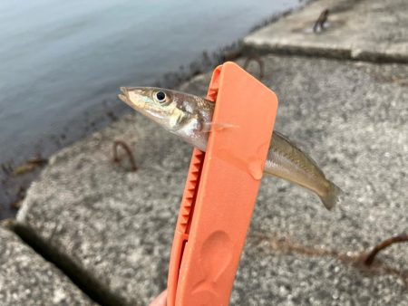 昼からのちょい投げ