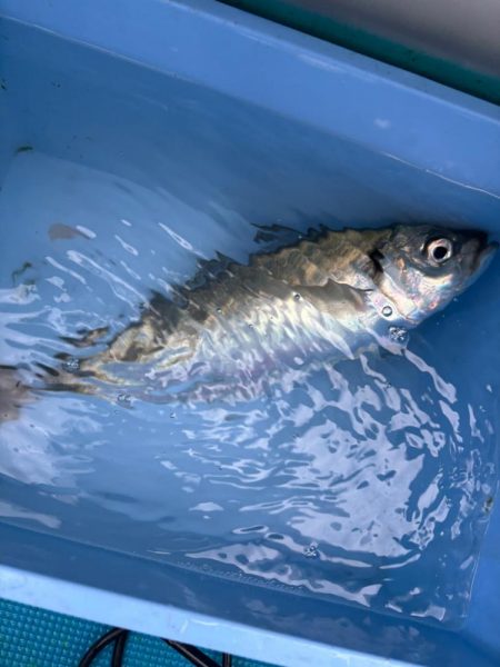 ジャンボアジ釣り