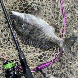 ニュータックル！