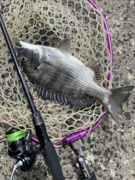 ニュータックル！