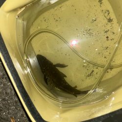 フロートメバリング