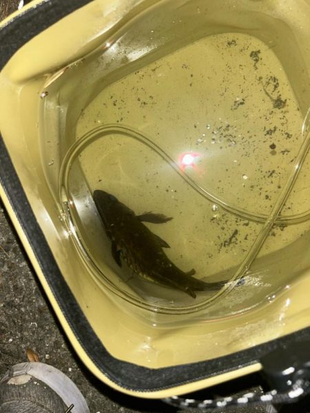 フロートメバリング