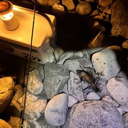 時合短いがポツポツと