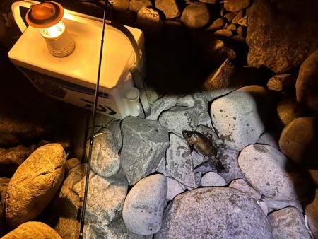 時合短いがポツポツと