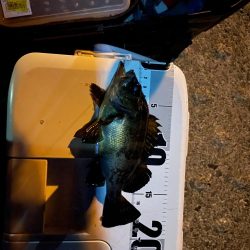 今日はメバルだけ