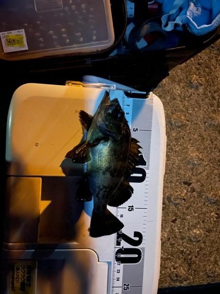 今日はメバルだけ