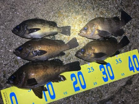 深夜のメバリング