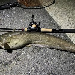 手長エビ掬いとナマズ釣り