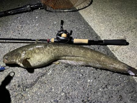 手長エビ掬いとナマズ釣り