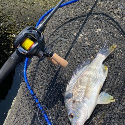 キビレ4、チヌ1