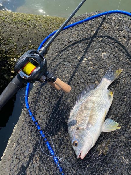 キビレ4、チヌ1