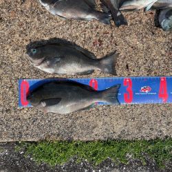 魚津港フカセ釣り