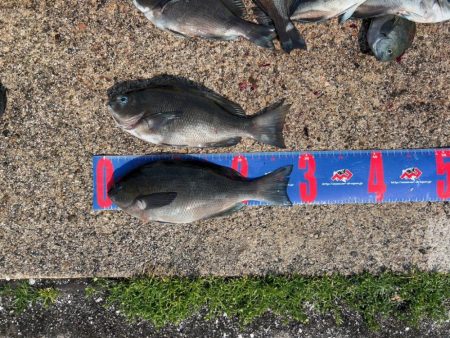 魚津港フカセ釣り