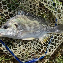 今年3枚目！(笑)