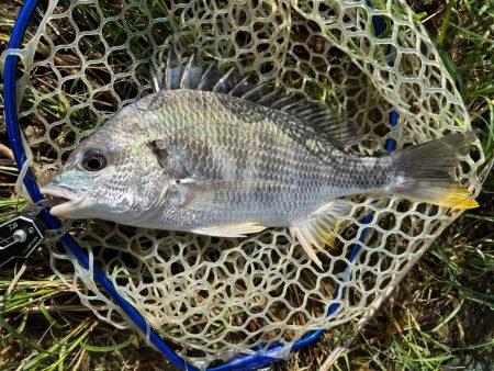 今年3枚目！(笑)