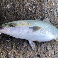 大阪湾ルアーで初青物