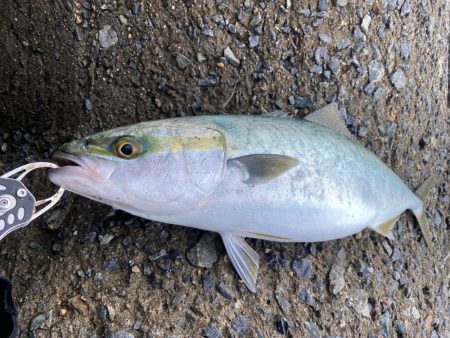 大阪湾ルアーで初青物