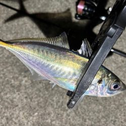 43cmのビッグな外道!