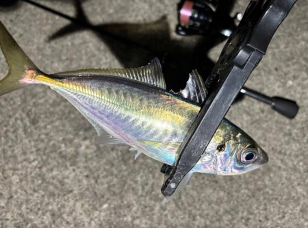 43cmのビッグな外道!