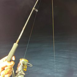 イカメタル調査