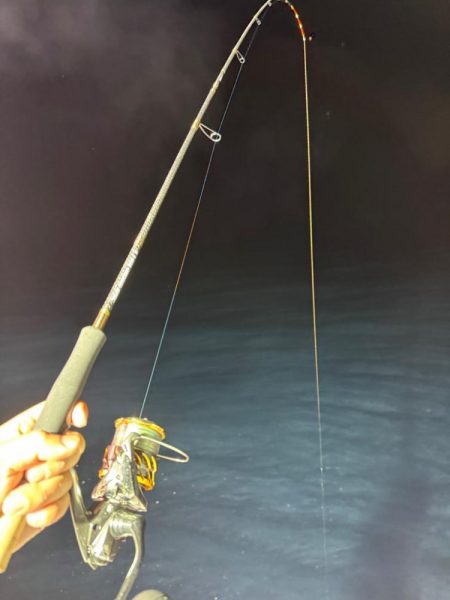 イカメタル調査