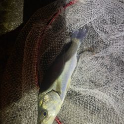 久々のライトゲーム