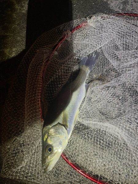 久々のライトゲーム