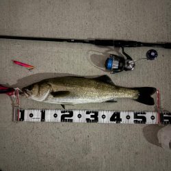 今期初のバチ抜け調査