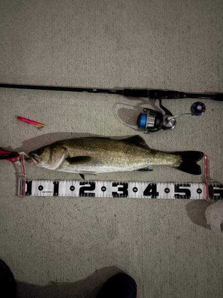 今期初のバチ抜け調査