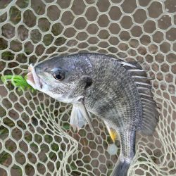 やっぱりチニング!