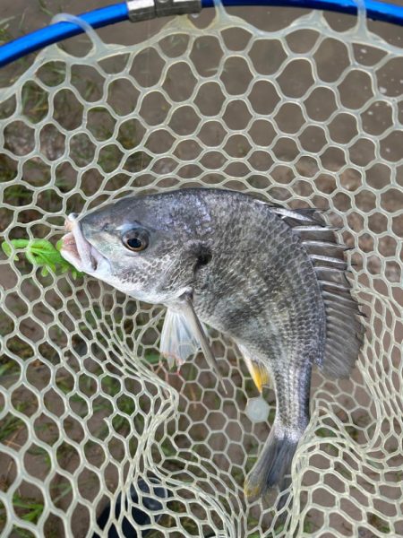 やっぱりチニング！