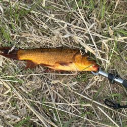 支流のコイ釣り