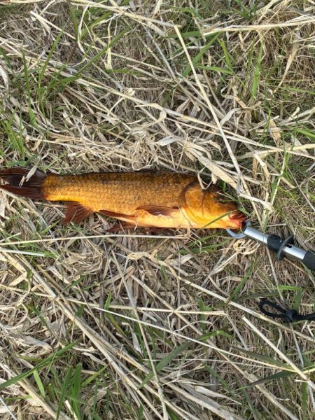 支流のコイ釣り