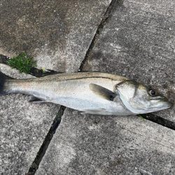 セイゴバチ抜け