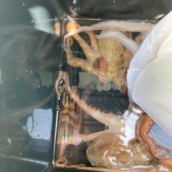 シーズン初タコ。本格的にはこれからか？