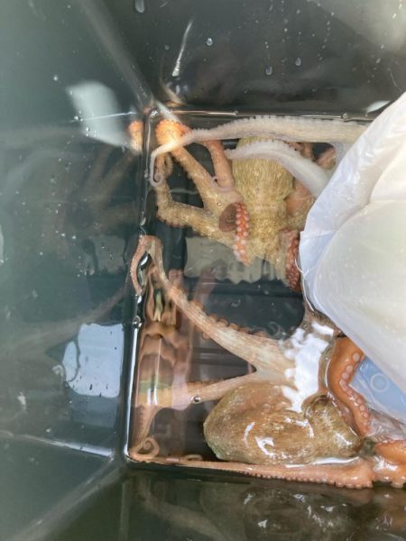 シーズン初タコ。本格的にはこれからか？