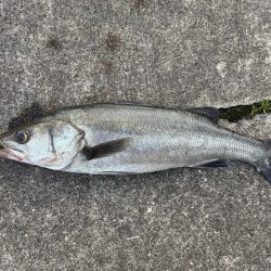 エビ撒きでセイゴ連れてます