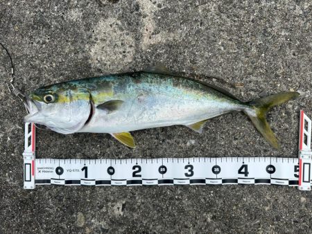 ライトショアジギング