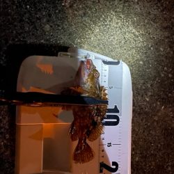 神戸空港アジング