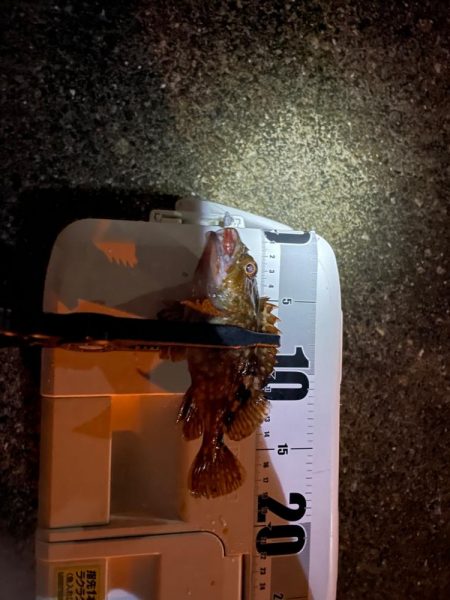 神戸空港アジング