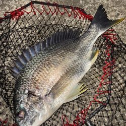 ヘチってきました