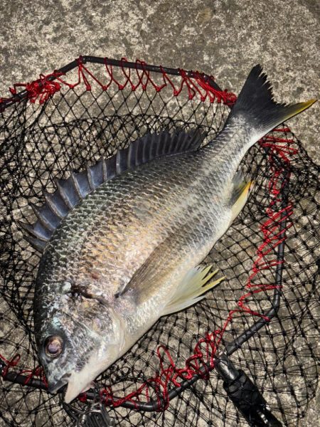 ヘチってきました