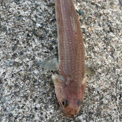 風マシなところで