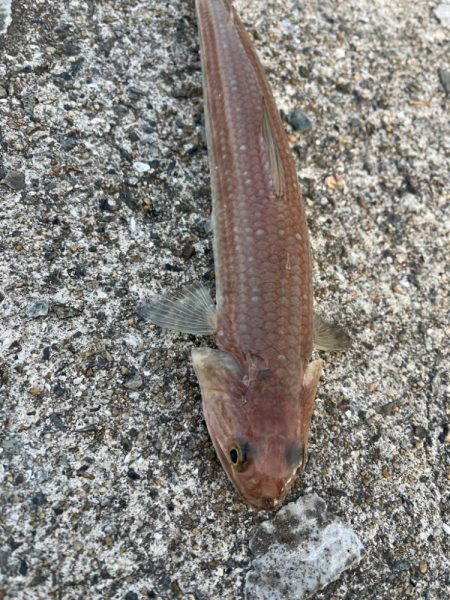 風マシなところで