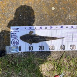 フリーリグにて