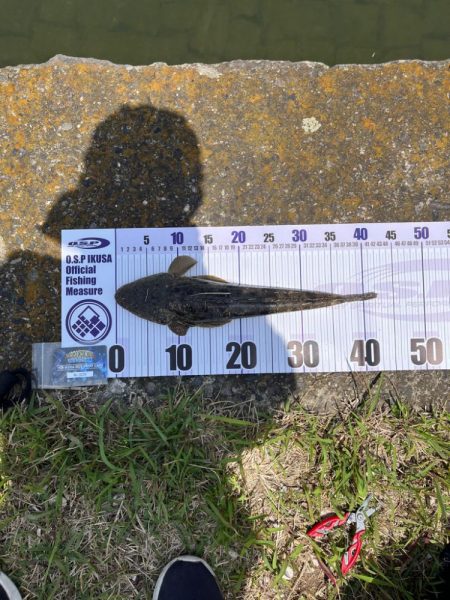 フリーリグにて