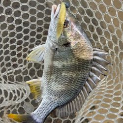 淀川　場所ムラがすごい