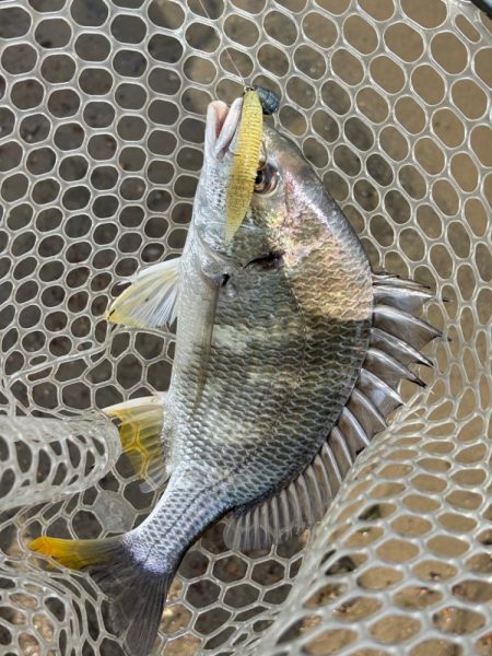 淀川　場所ムラがすごい